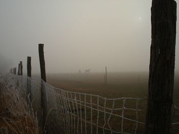 Trees in foggy weather