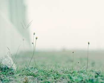 Plants growing on field