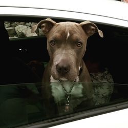 Close-up portrait of a dog