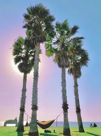 Low angle view of coconut palm trees against sky