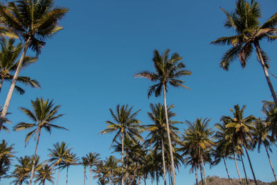 Beautiful coconut tree farm on the island of srau, pacitan, east java