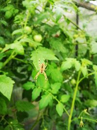 Close-up of spider on plant