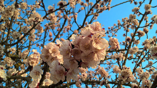 Low angle view of cherry blossoms against sky