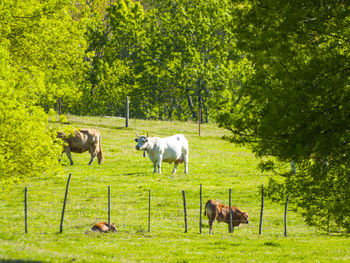 Cows grazing in pasture