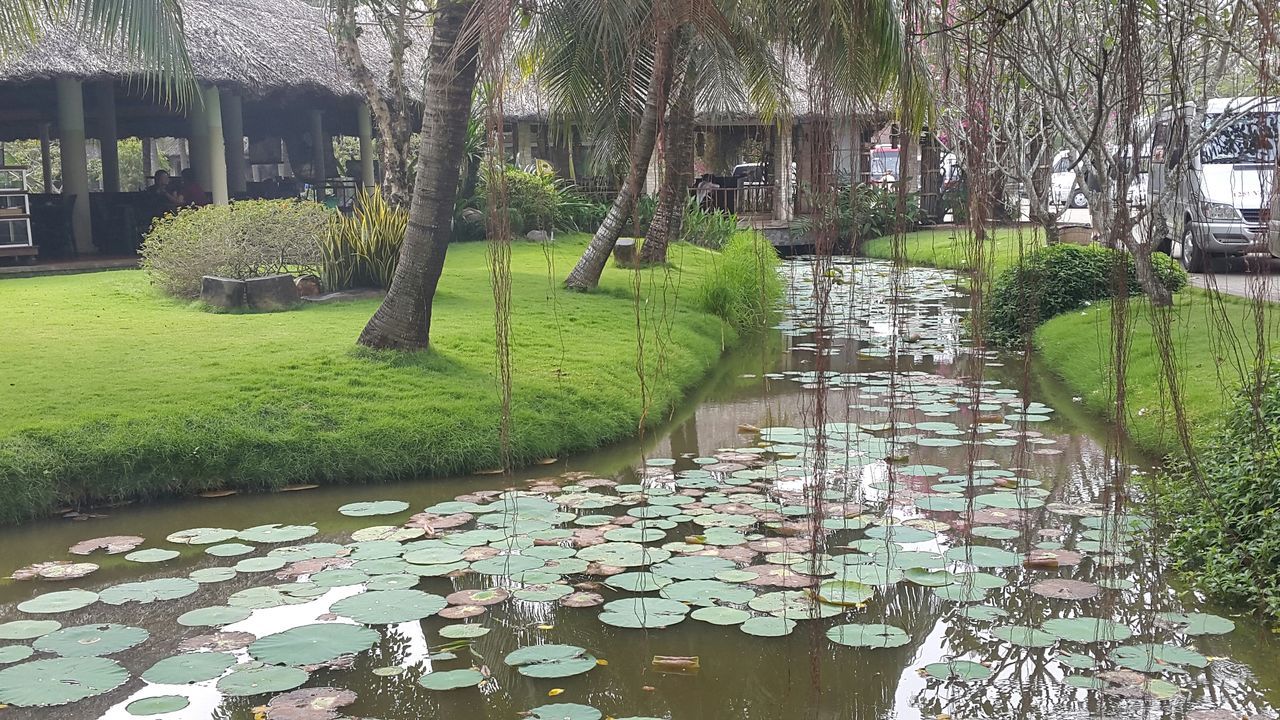 tree, growth, green color, water, park - man made space, nature, grass, plant, tranquility, pond, beauty in nature, reflection, tranquil scene, formal garden, branch, built structure, tree trunk, day, sunlight, outdoors