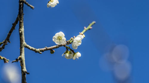 Low angle view of white flowering tree against blue sky