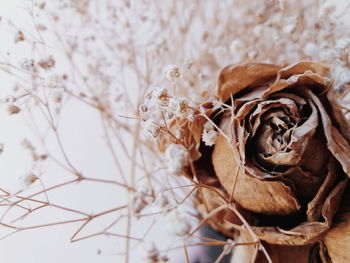 Close-up of dried plant