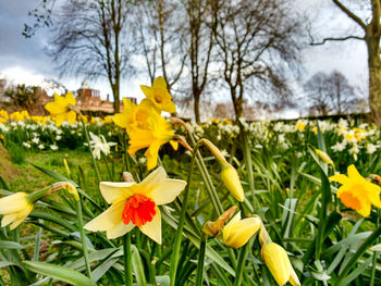 Close-up of yellow flowers blooming in field