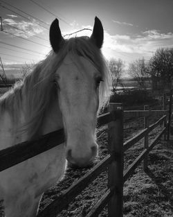 Close-up of horse against sky