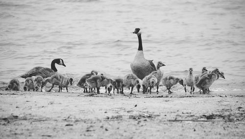 Flock of birds on field by lake