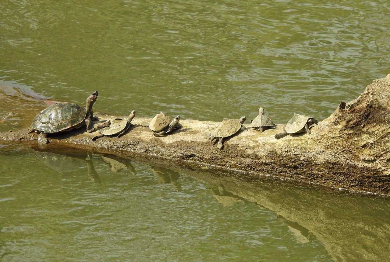 HIGH ANGLE VIEW OF BIRDS SWIMMING ON LAKE