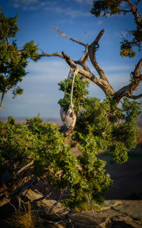 Dead tree against sky