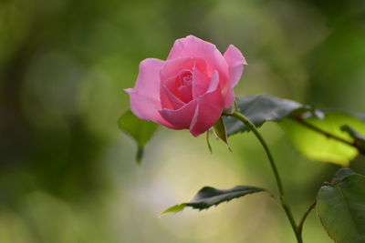 Close-up of pink rose