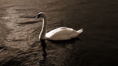 Swan swimming in lake