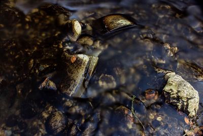 Close-up of turtle in water