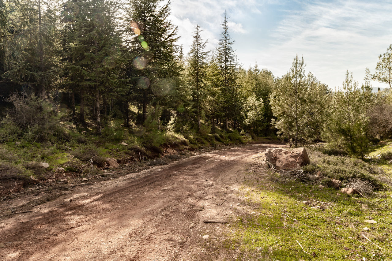 plant, tree, trail, wilderness, nature, sky, land, forest, no people, landscape, ridge, pinaceae, cloud, beauty in nature, coniferous tree, environment, woodland, pine tree, non-urban scene, road, scenics - nature, tranquility, day, growth, pine woodland, natural environment, mountain, tranquil scene, outdoors, sunlight, transportation, rural area, dirt, green, grass, travel