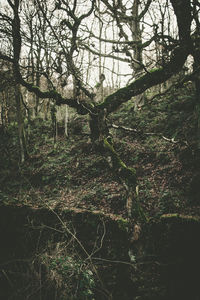 Low angle view of trees in forest