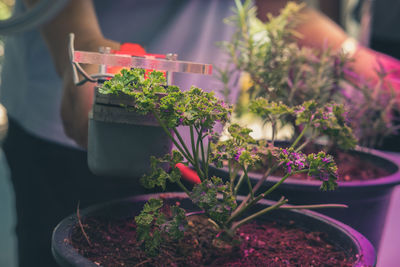 Midsection of woman holding potted plant