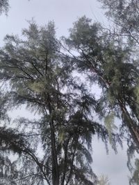 Low angle view of trees against sky