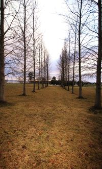 Bare trees against sky