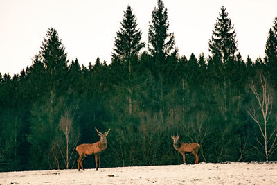 View of deer on field against sky