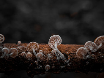 Close-up of mushrooms growing on field