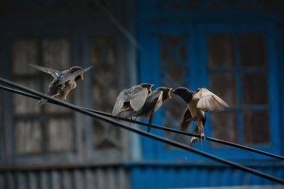 Bird feeding chicks 