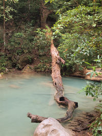 Scenic view of lake in forest