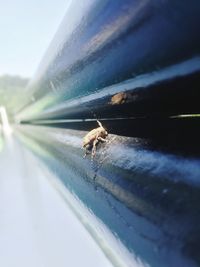 Close-up of spider on metal