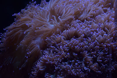 Close-up of coral in sea