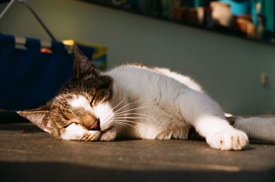 Close-up of cat lying on floor