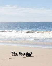 Havanese puppy playing on the beach