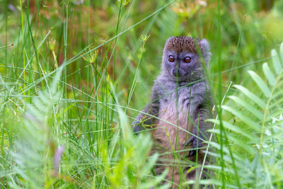 Portrait of monkey sitting on grass