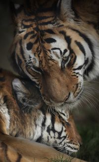 Close-up of tigers