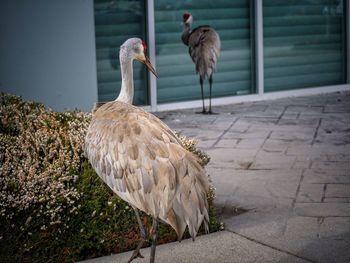 Sand hill crane birds perching on sidewalk