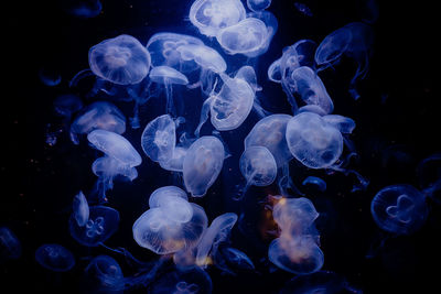 Close-up of jellyfish in sea