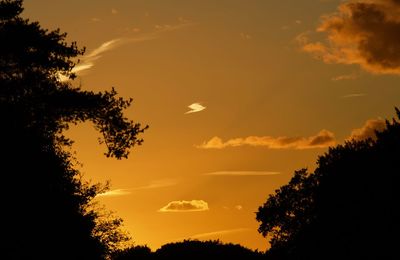 Silhouette trees against sky during sunset