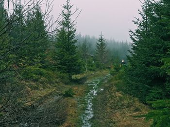 Scenic view of forest against sky