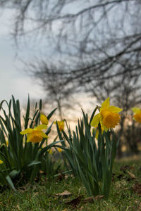 Close-up of yellow crocus flowers growing in field