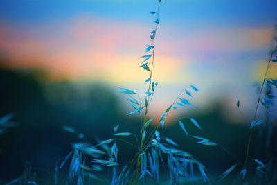 Close-up of crops growing on field against sky