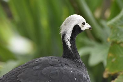 Close-up of a bird