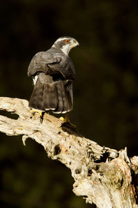 Close-up of bird perching on branch