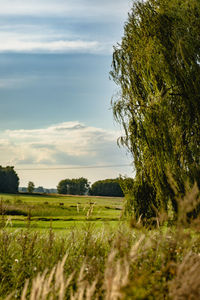 Scenic view of field against sky during sunset