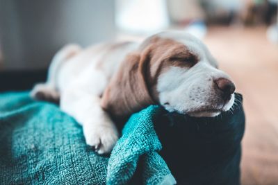 Close-up of dog resting at home