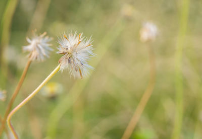 Close-up of dandelion flower on field