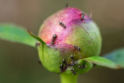 Close-up of insect on fruit