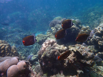 Fish swimming in sea