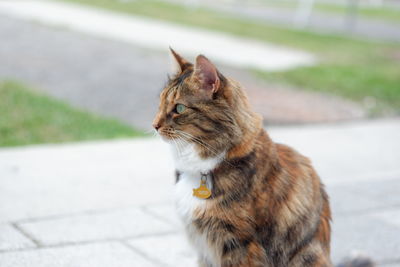 Close-up of cat sitting outdoors