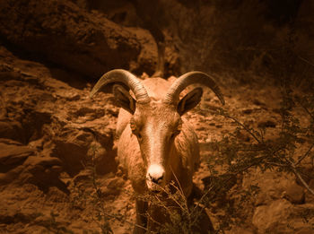 Close-up of deer standing on field