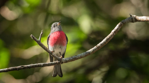 Close-up of a rose robin perching on branch